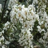 Lagerstroemia weiß (Lagerstroemia indica)