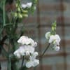 Prachtwicke (Lathyrus latifolius 'White Pearl')