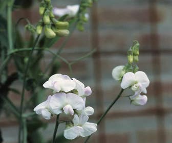 Prachtwicke (Lathyrus latifolius 'White Pearl')