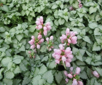Taubnessel (Lamium maculatum 'Pink Pewter')