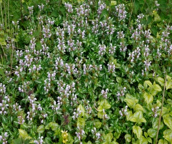 Taubnessel (Lamium maculatum)