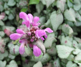 Taubnessel (Lamium maculatum 'Beacon Silver')