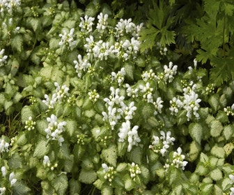 Taubnessel (Lamium maculatum 'White Nancy')