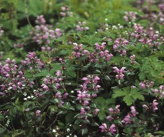 Taubnessel (Lamium maculatum 'Roseum')