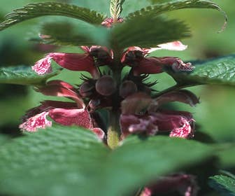 Taubnessel (Lamium orvala)