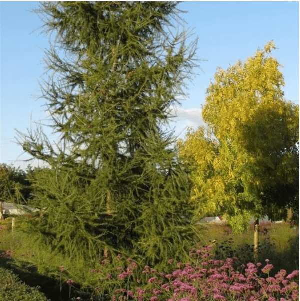 Lärche als Baum (Larix kaempferi)
