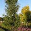 Lärche (Larix kaempferi)