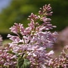 Flieder (Syringa Villosae 'lark song')