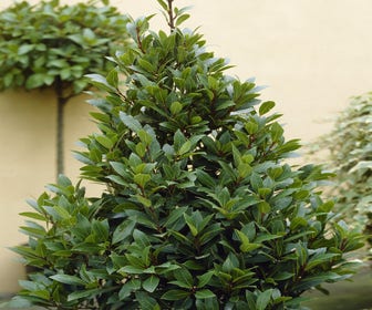 Echter Lorbeer (Laurus nobilis)