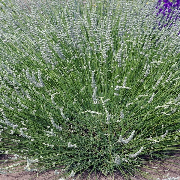 Weißer Lavendel (Lavandula angustifolia 'Alba')