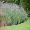 Lavendel Grosso (Lavandula intermedia 'Grosso')