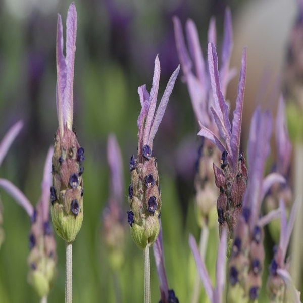 Schmetterlingslavendel (Lavandula stoechas pedunculata)