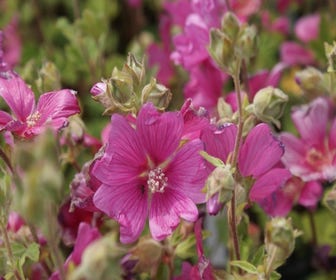Strauchmalve (Lavatera 'Burgundy Wine')