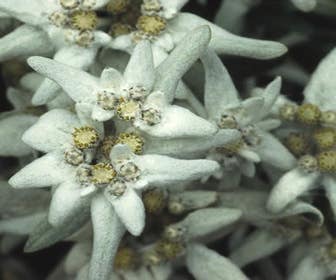 Edelweiß (Leontopodium alpinum) BIO
