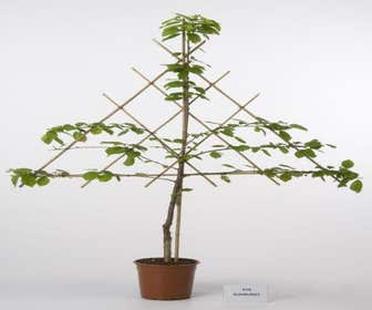 Lei-Kirschen (Prunus avium 'Meikers')