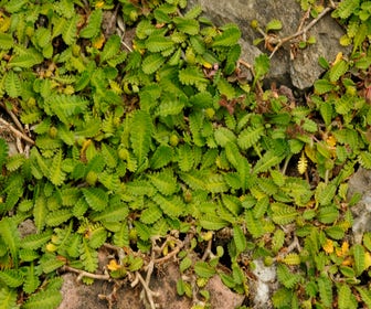 Koperknöpfchen (Leptinella dioica)