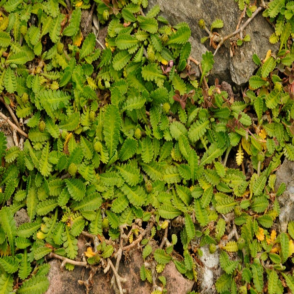 Koperknöpfchen (Leptinella dioica)