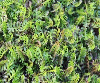 Koperknopf (Leptinella squalida)