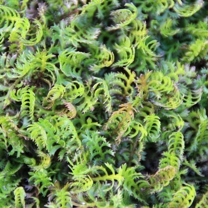 Koperknopf (Leptinella squalida)