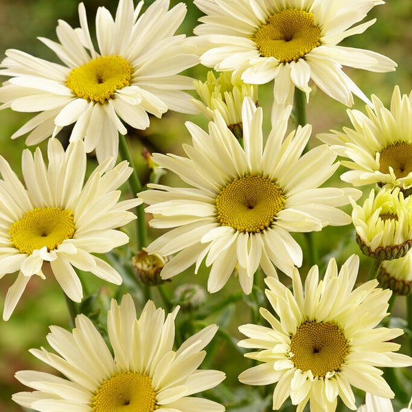 Herbstmargerite (Leucanthemum 'Banana Cream')