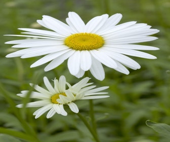 Herbstmargerite (Leucanthemum 'Becky')