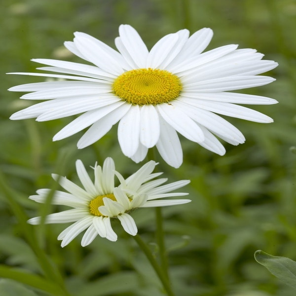 Herbstmargerite (Leucanthemum 'Becky')