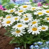 Herbstmargerite (Leucanthemum 'Dwarf Snow Lady')