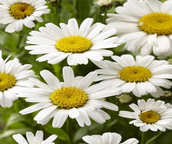 Riesenmargerite (Leucanthemum 'Silberprinzesschen')