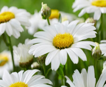 Herbstmargerite (Leucanthemum 'Snow Lady')