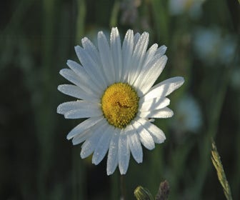 Herbstmargerite (Leucanthemum vulgare) BIO