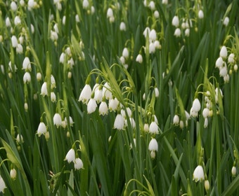 Sommerglöckchen (Leucojum aestivum 'Gravetye Giant')