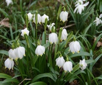 Frühlingsglöckchen (Leucojum vernum)