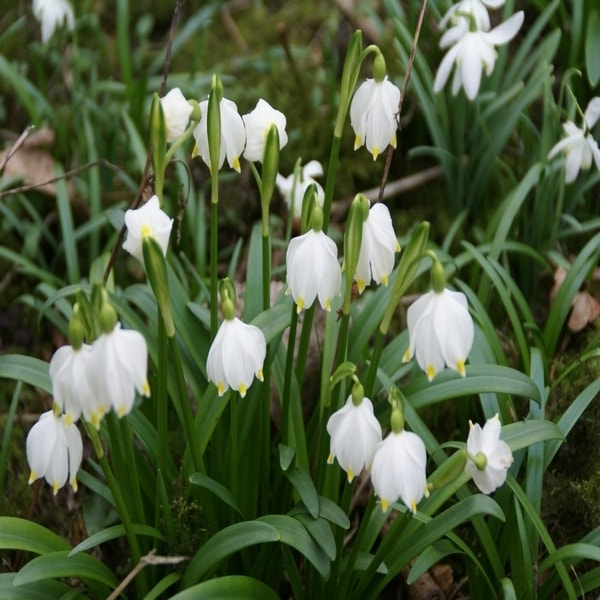 Leucojum vernum (Lenteklokje)