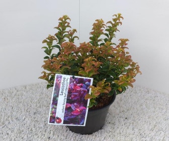 Traubenheide (Leucothoe axillaris 'Twisting Red')