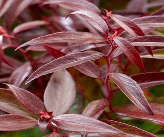 Traubenheide (Leucothoe keiskei 'Burning Love')