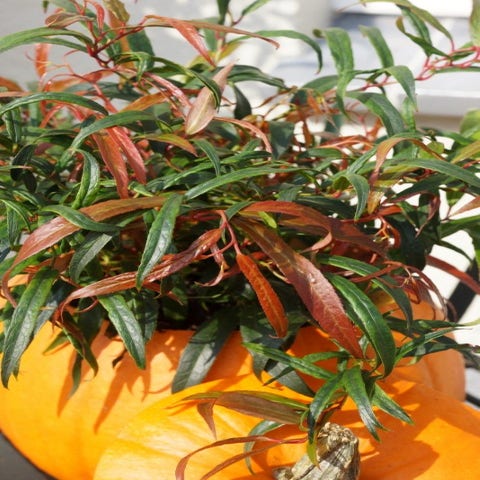 Traubenheide (Leucothoe keiskei 'Halloween')