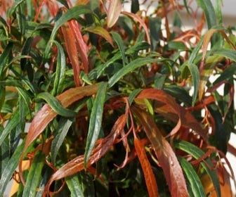 Traubenheide (Leucothoe keiskei 'Halloween')