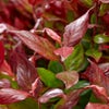 Traubenheide (Leucothoe fontanesiana 'Little Flames')