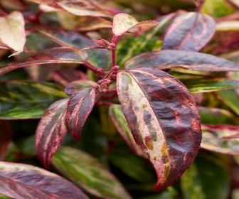 Traubenheide (Leucothoe fontanesiana ‘Makijaz')