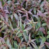 Traubenheide (Leucothoe keiskei 'Royal Ruby')