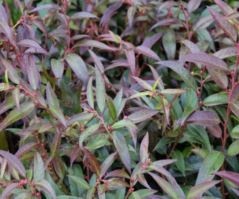 Traubenheide (Leucothoe keiskei 'Royal Ruby')