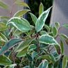 Traubenheide (Leucothoe fontanesiana Whitewater®')