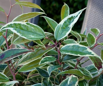 Traubenheide (Leucothoe fontanesiana Whitewater®')