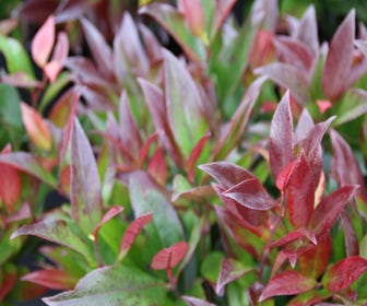 Traubenheide (Leucothoe 'Zeblid')