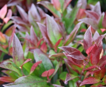 Traubenheide (Leucothoe 'Zeblid')