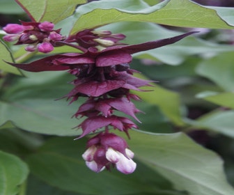 Fasanenbeere (Leycesteria formosa 'Purple Rain')