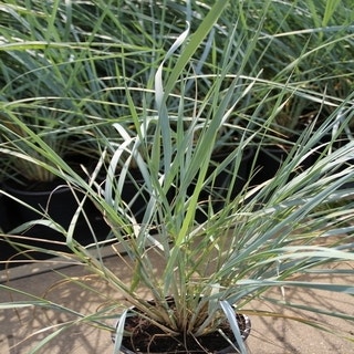 Sandhafer (Leymus arenarius)