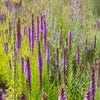 Lampenputzer (Liatris pycnostachya)