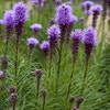 Liatris (Liatris spicata) - Blumenzwiebel