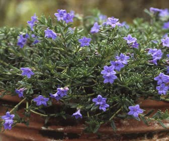 Perlkraut/Steinsamen (Lithodora diffusa 'Heavenly Blue')